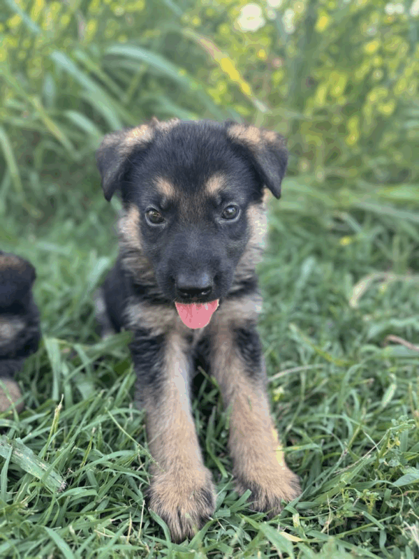 Penny-Male - Image 12