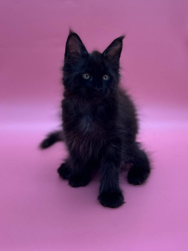 Coco-Female - Image 8