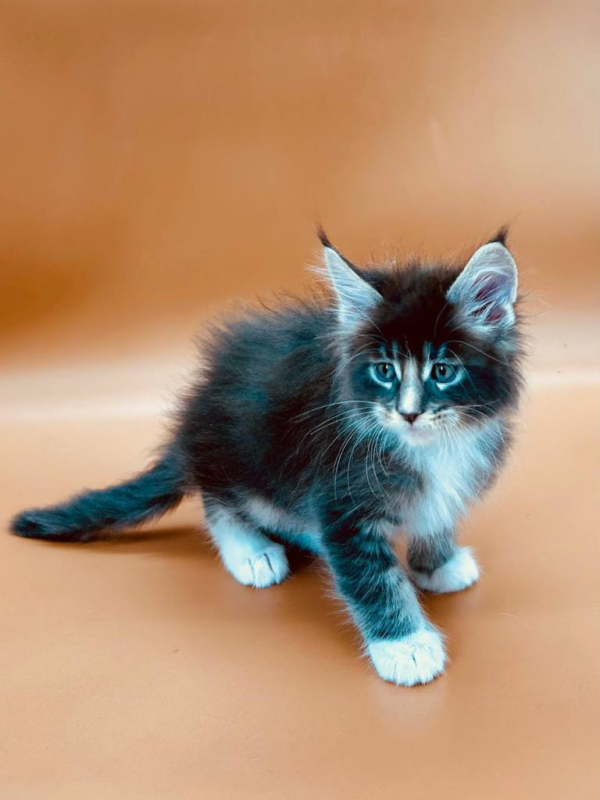 Charley-Male - Image 10