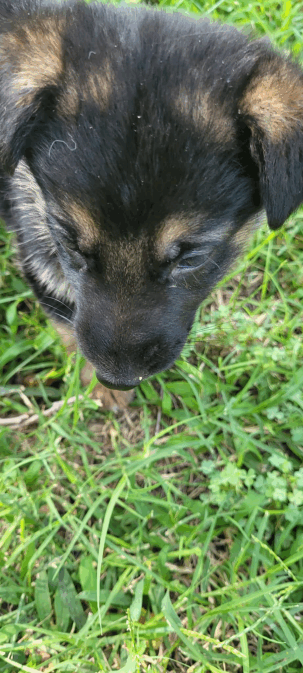 Penny-Male - Image 5