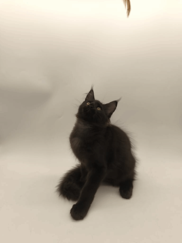 Lucky-Male - Image 13