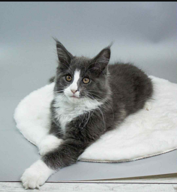 Klaus-Male - Image 7