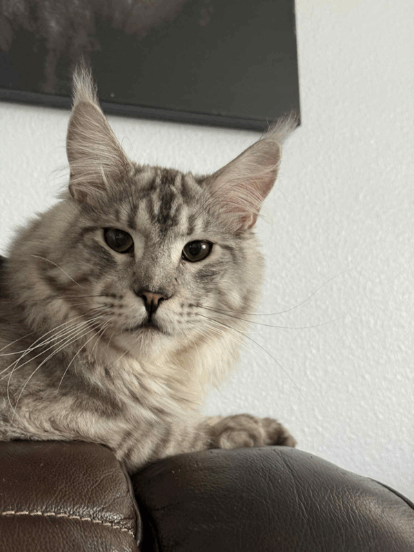 Thander-Male