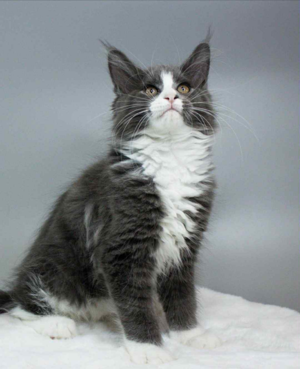 Klaus-Male - Image 11