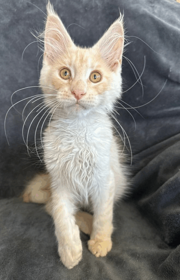 Casper-Male - Image 5