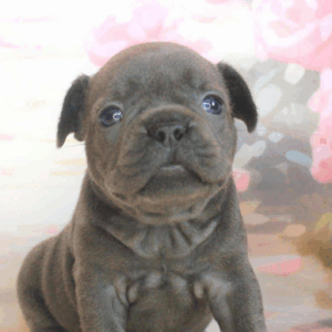 Sadie-Female
