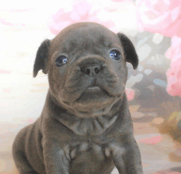 Sadie-Female