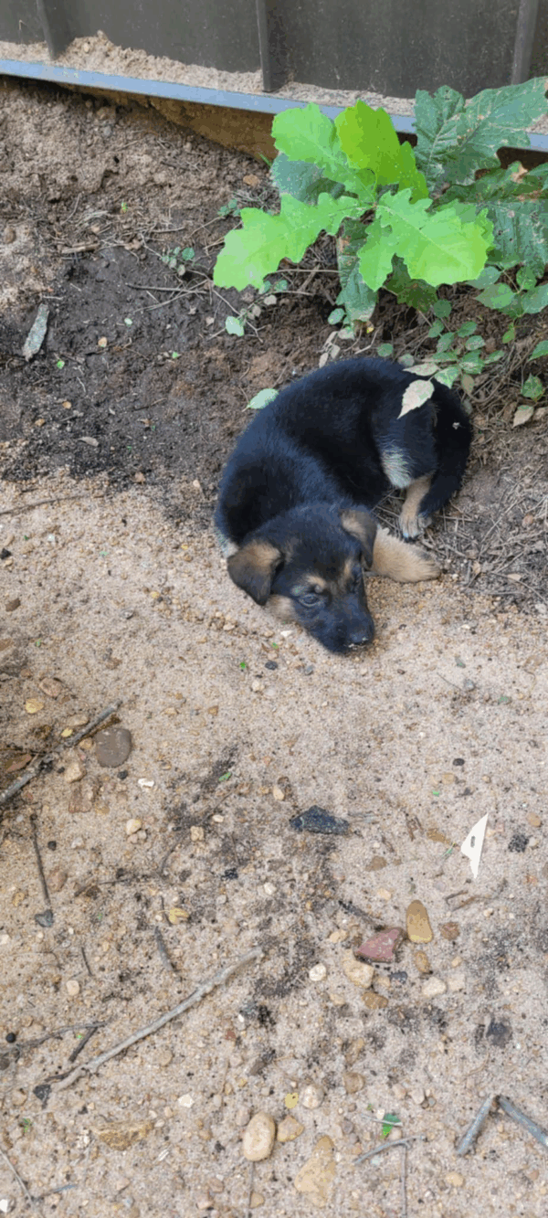 Ranger-Male - Image 5