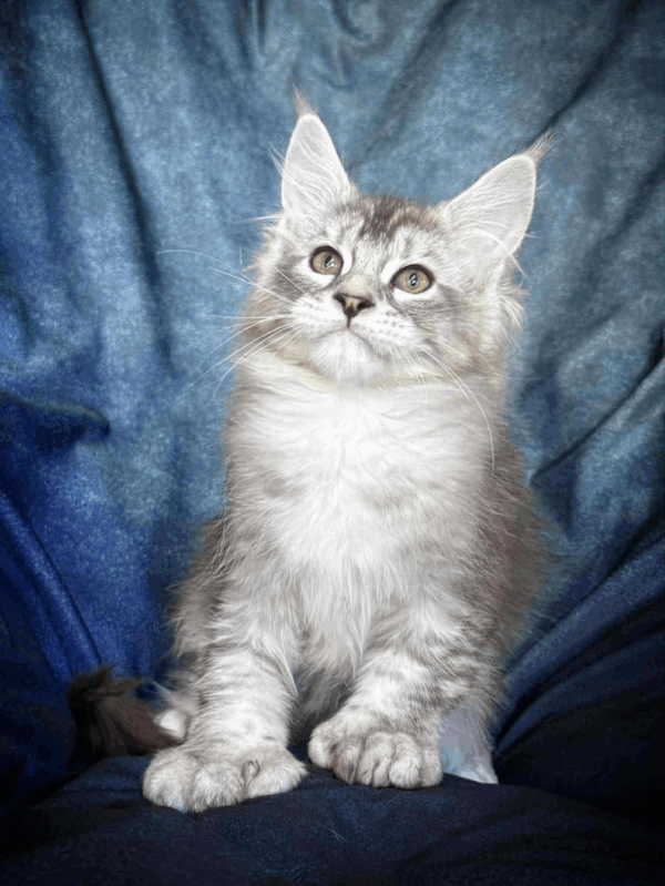 Nafaniel-Male - Image 17