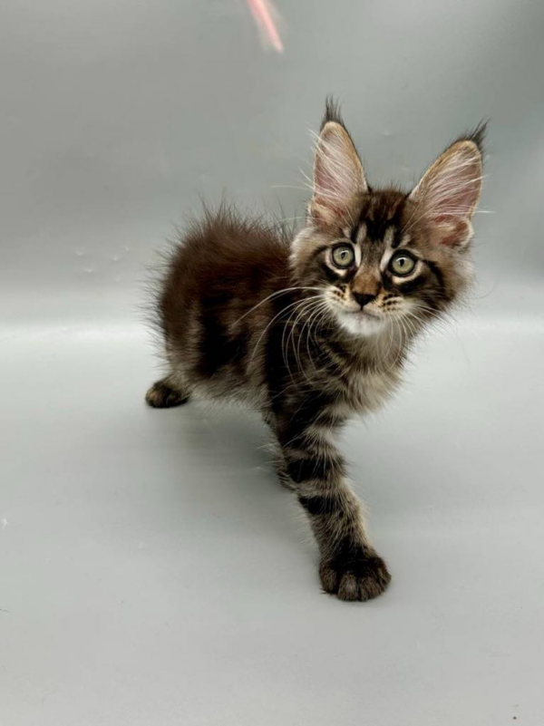 Cody-Male - Image 10
