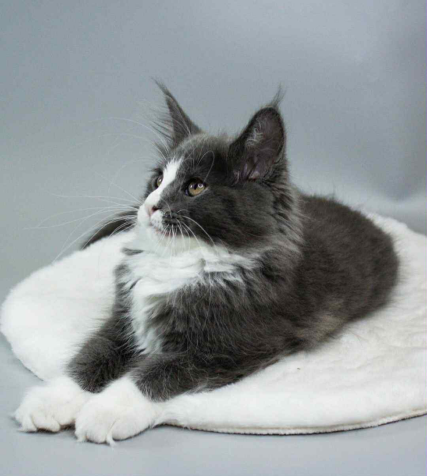 Klaus-Male - Image 8
