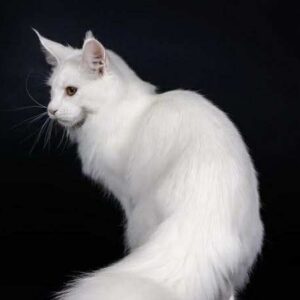 Lizzi-Female