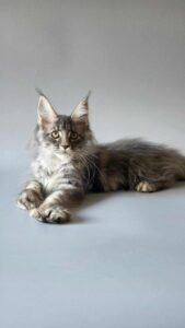 Maine Coon Kitten