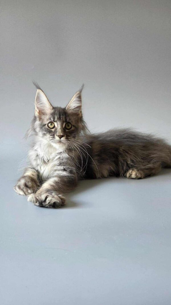 Maine Coon Kitten