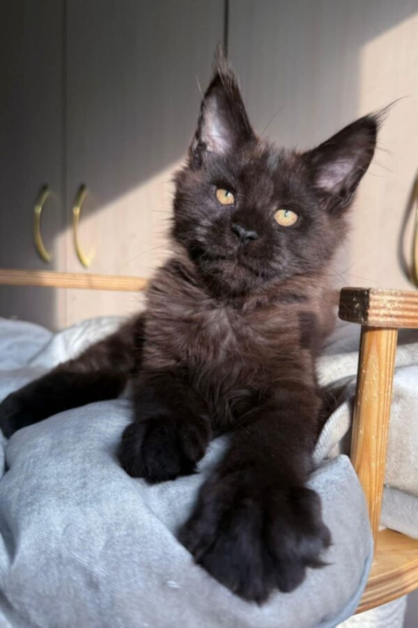Prince-Male - Image 3