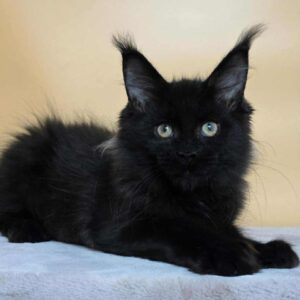Kamala-Female