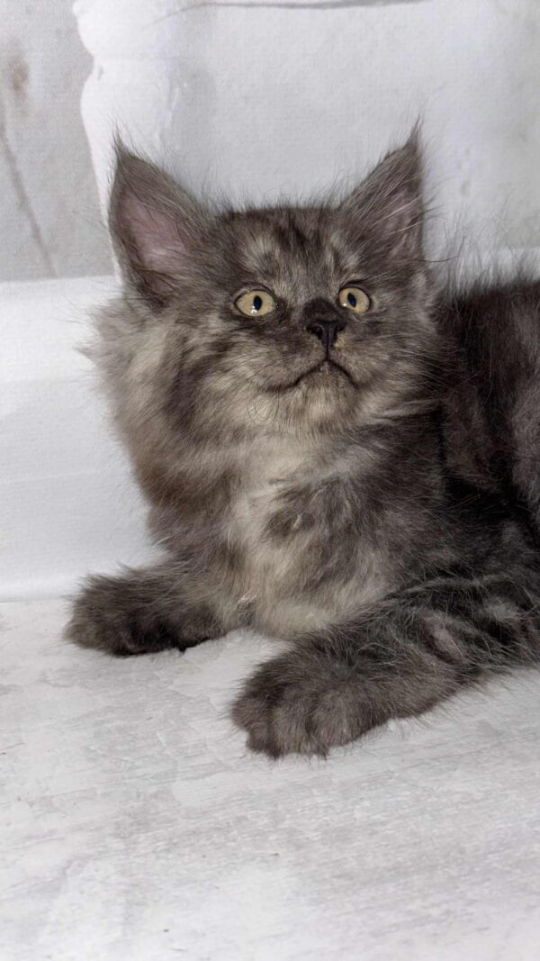 Maine Coon Kitten for Sale