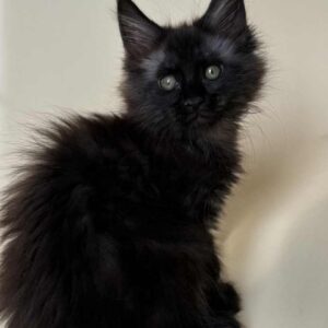 Maine Coon Kitten