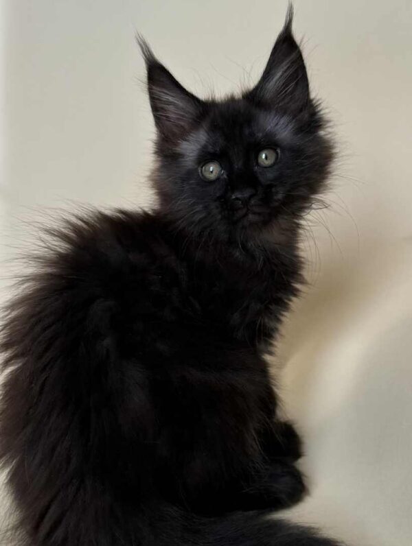 Maine Coon Kitten