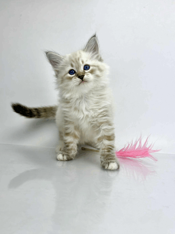 Priscilla-Female - Image 10