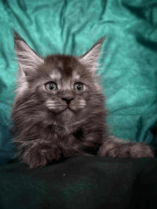 Odin-Male - Image 7