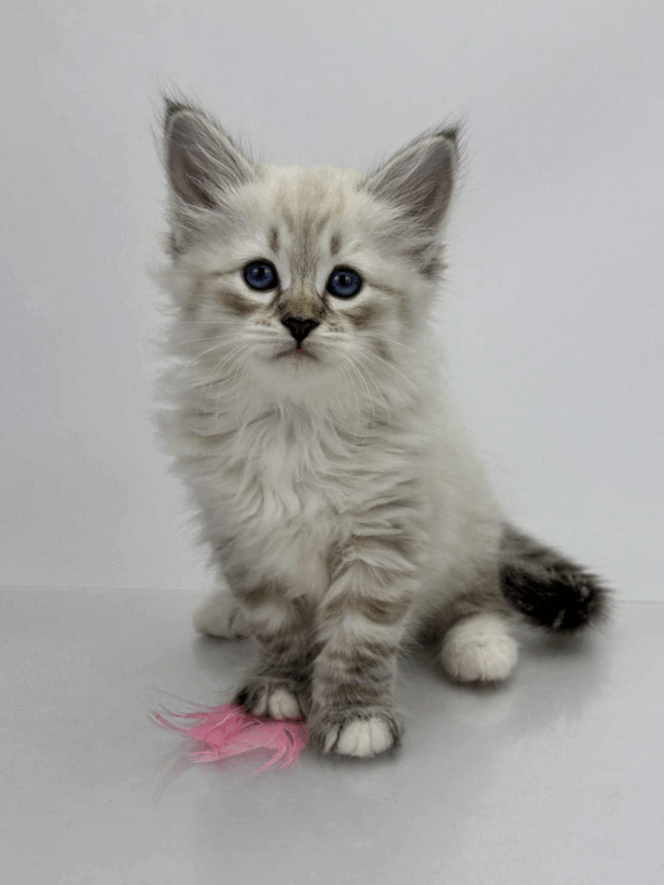 Priscilla-Female - Image 2