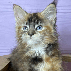 Ula-Female