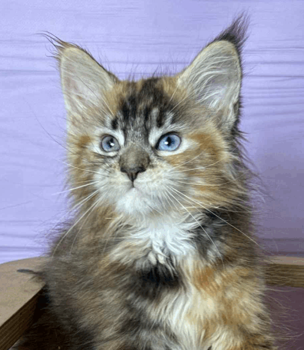 Ula-Female