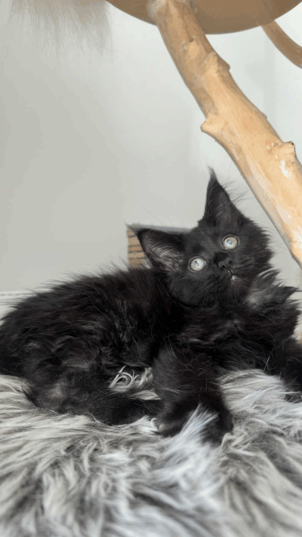 Feodor-Male - Image 7