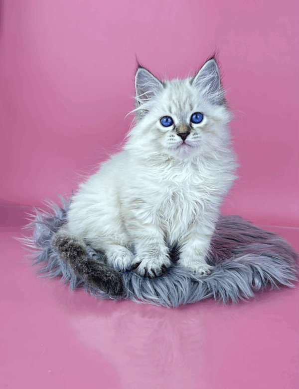 Rosalina-Female - Image 11