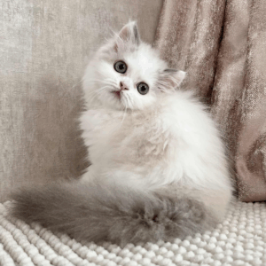 Angel-Male