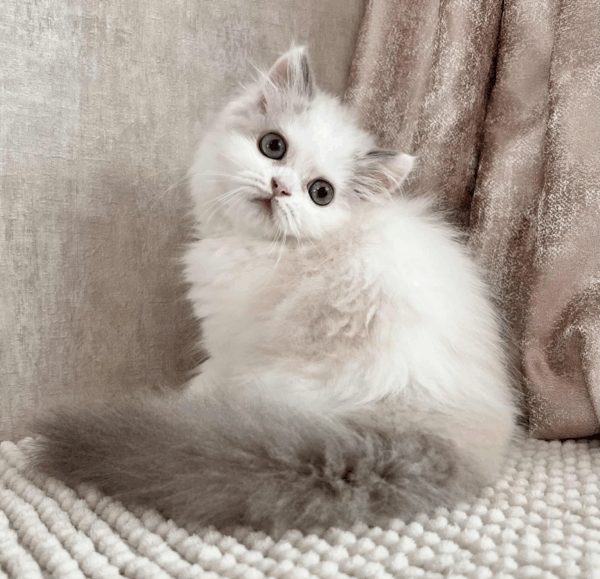 Angel-Male