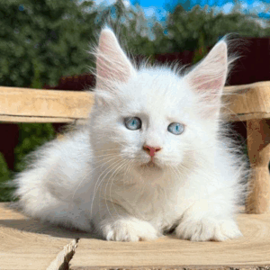 Biscuit-Male