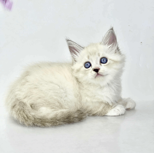 Rurik-Male - Image 7