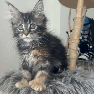 Fendi-Female