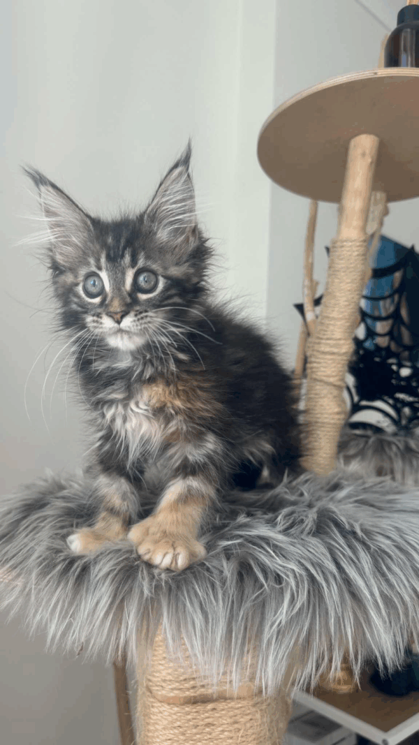 Fendi-Female