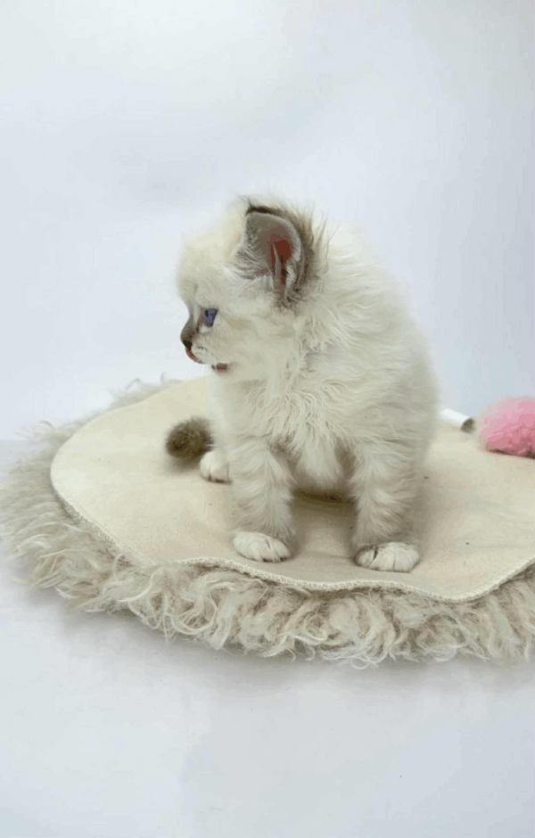 Renie-Male - Image 3