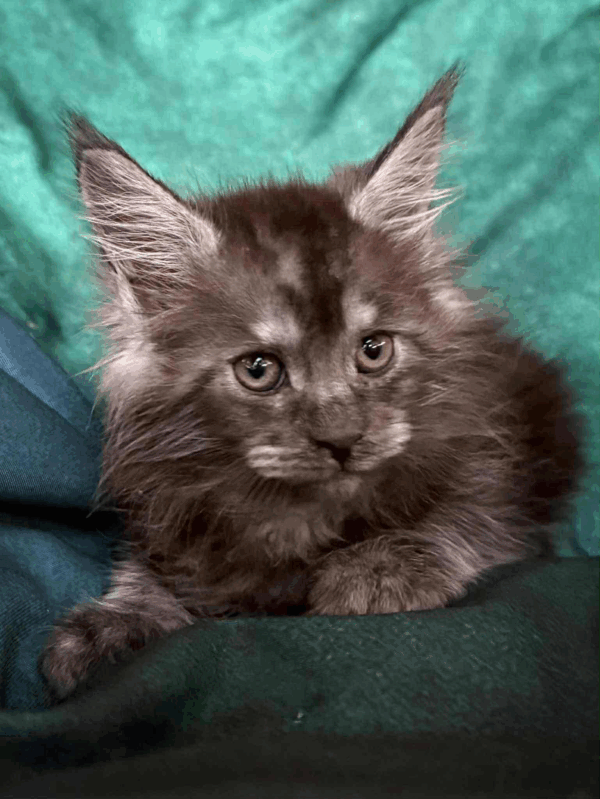 Odin-Male - Image 8