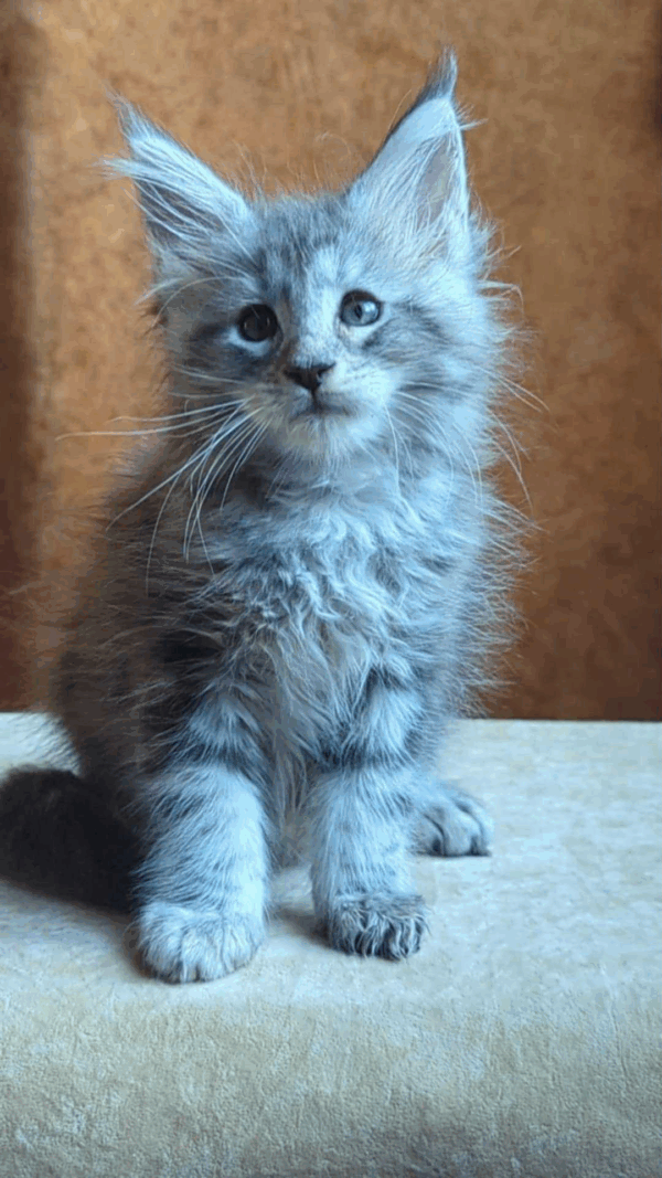 Yoshka-Male - Image 3