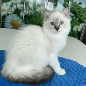 Gloria-Female