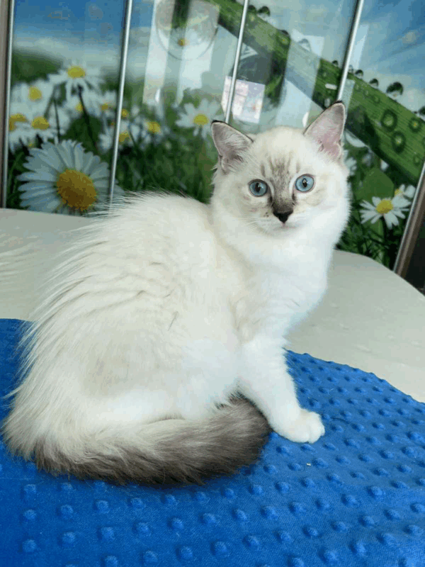 Gloria-Female