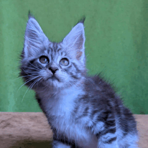 Xena-Female