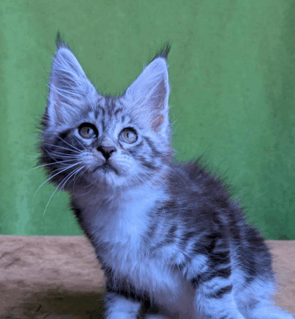 Xena-Female