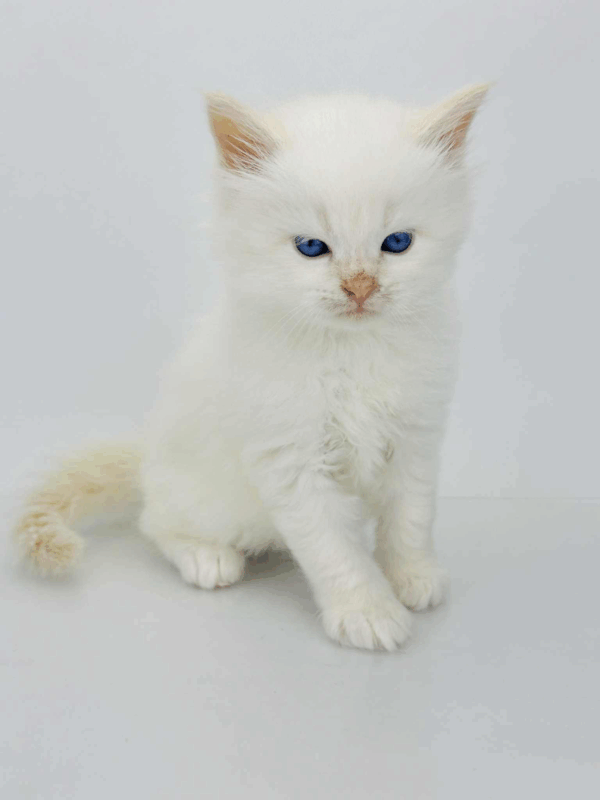 Spencer-Male - Image 4