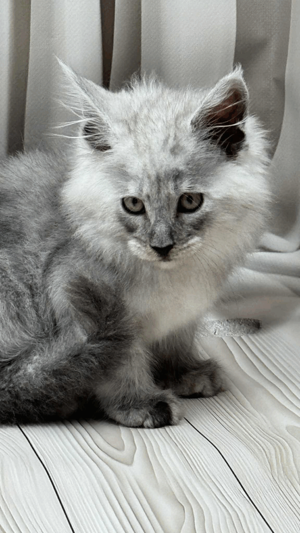 Gatu-Male - Image 5