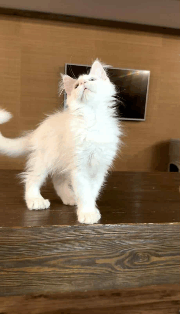 Pearla-Female - Image 8