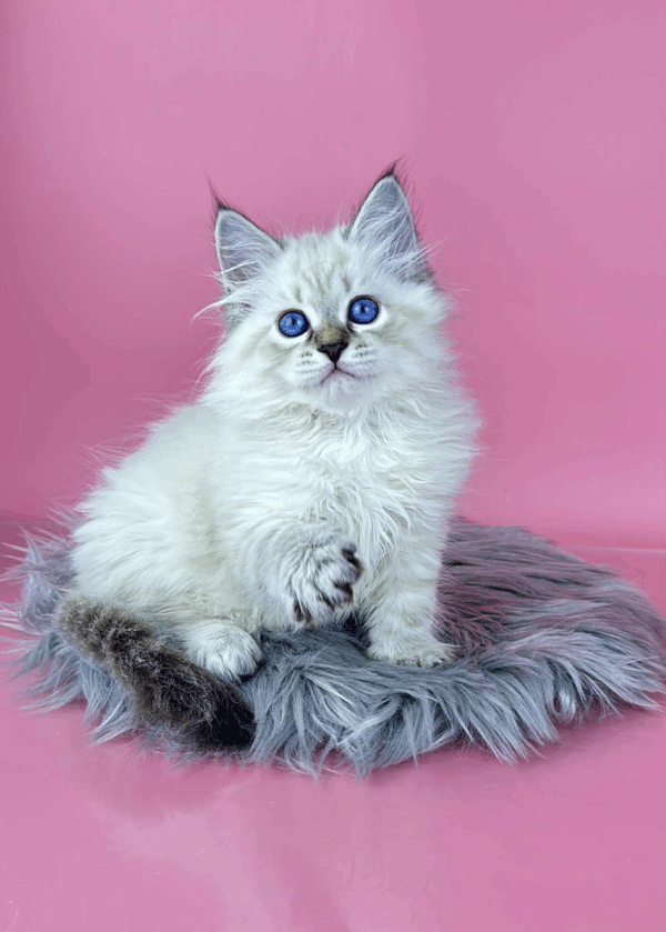 Rosalina-Female - Image 10