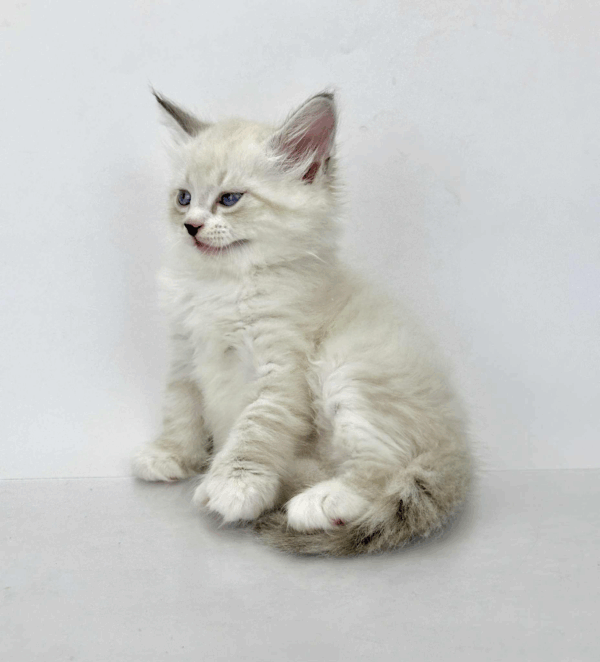 Rurik-Male - Image 2