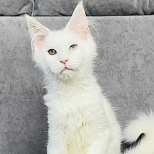 Pearla-Female