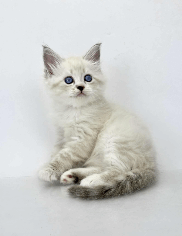 Rurik-Male - Image 4